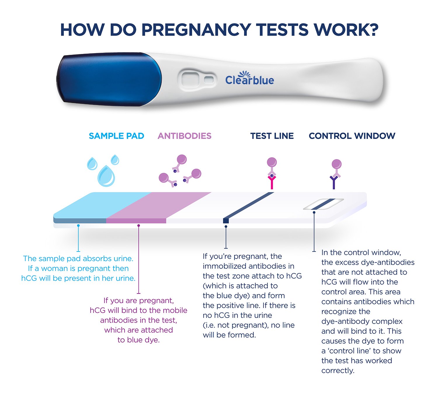 hCG levels all you need to know Clearblue