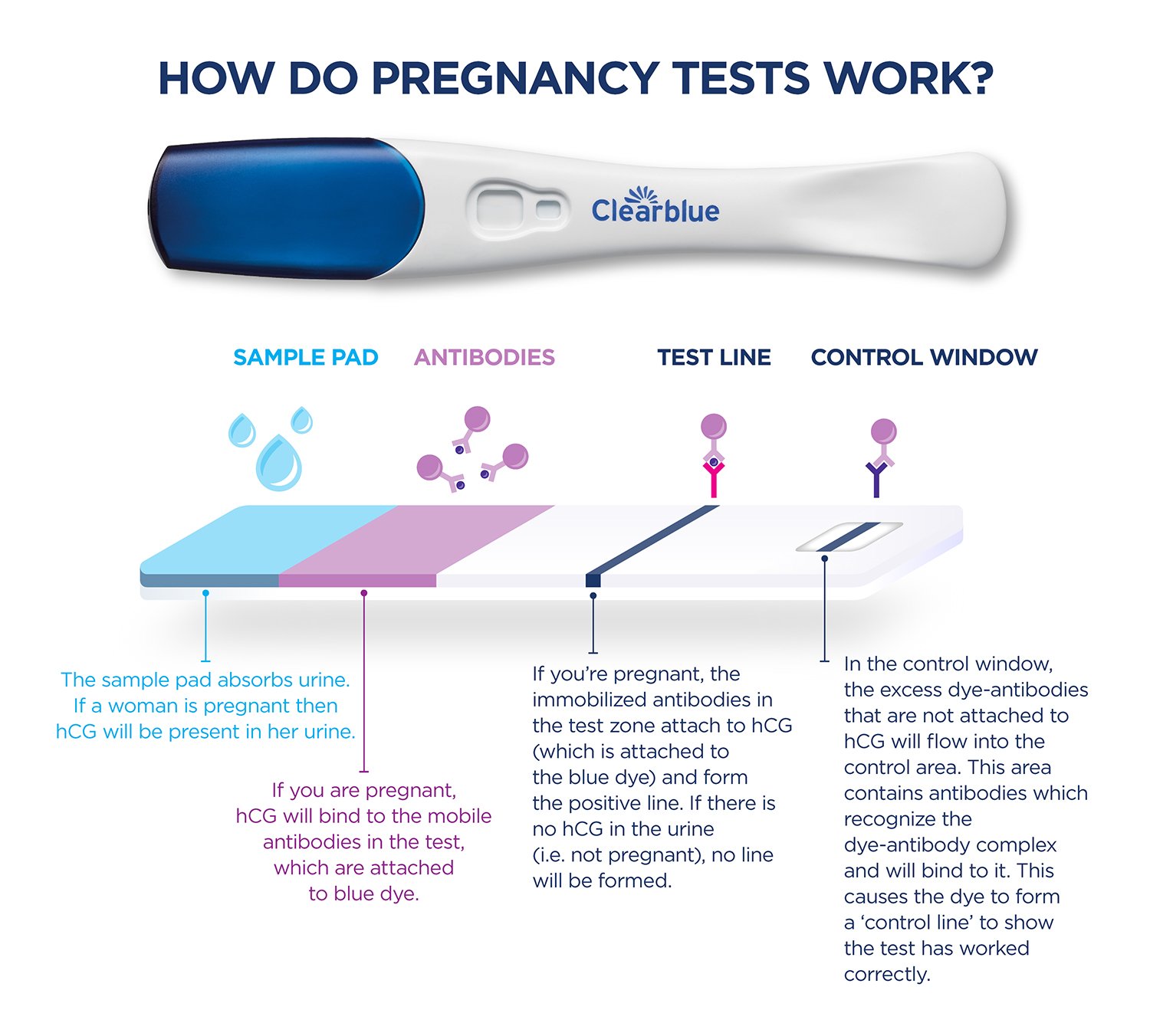 Hcg Levels All You Need To Know Clearblue 0422