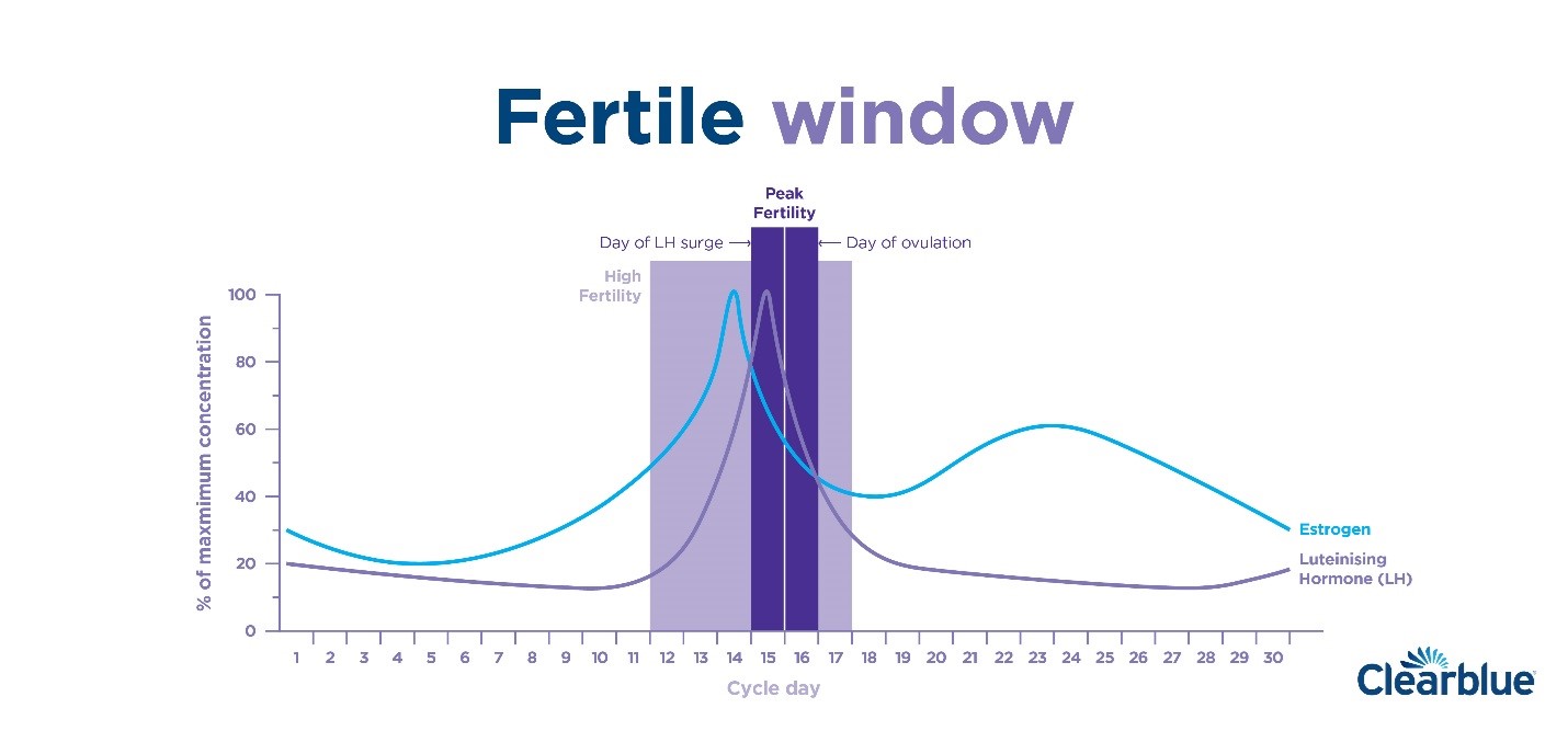 Too many bd during fertile window not a good thing? - Trying to