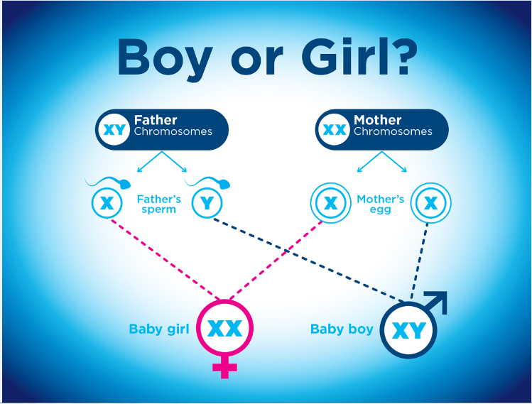 X or Y chromosome