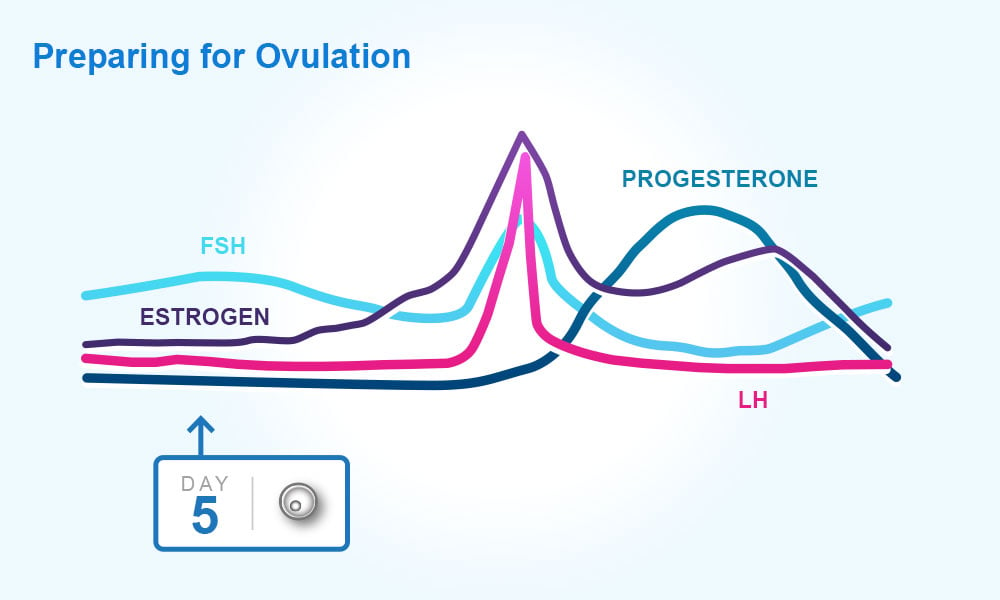 Standard Menstrual Cycle Chart