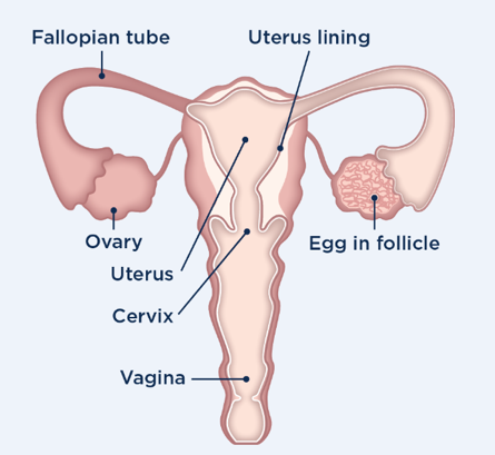 What is ovulation & When Am I Fertile?