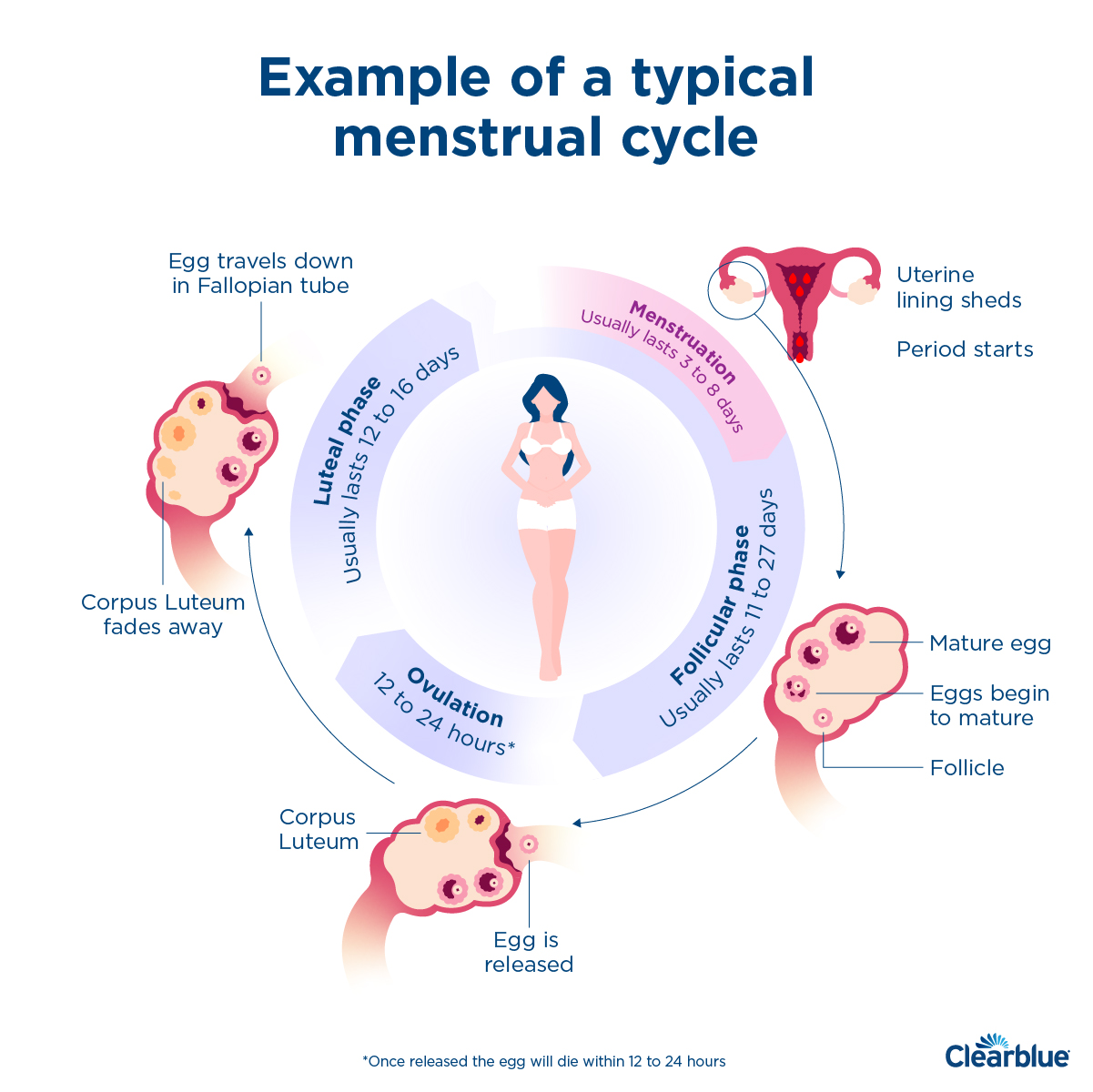 How long is a menstrual cycle Clearblue